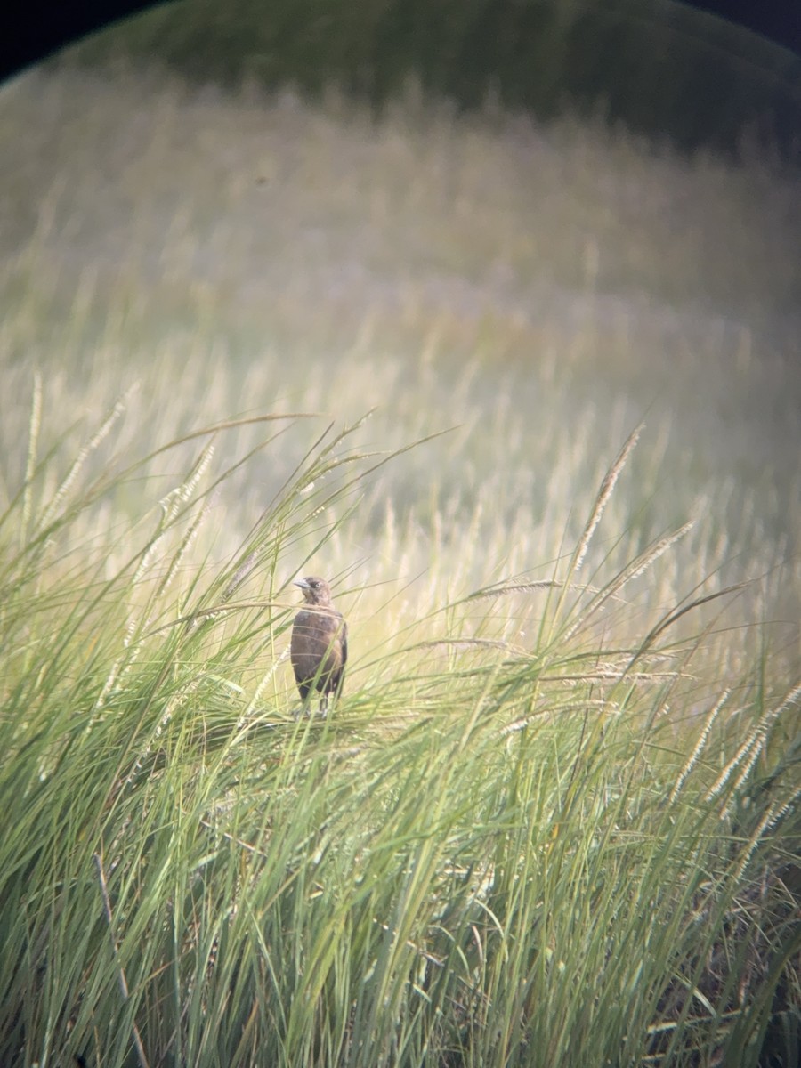 Boat-tailed Grackle - ML641156320