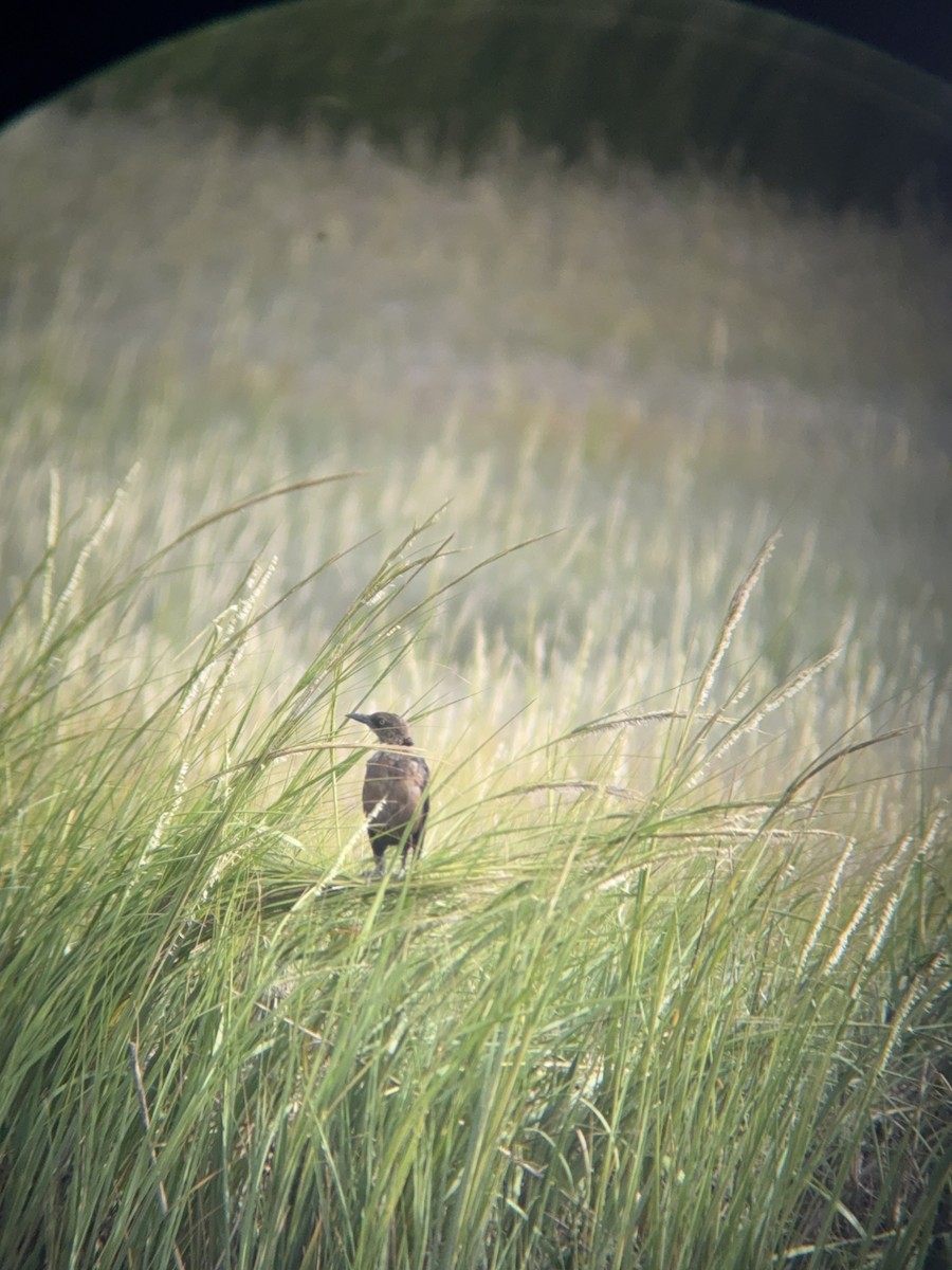Boat-tailed Grackle - ML641156321