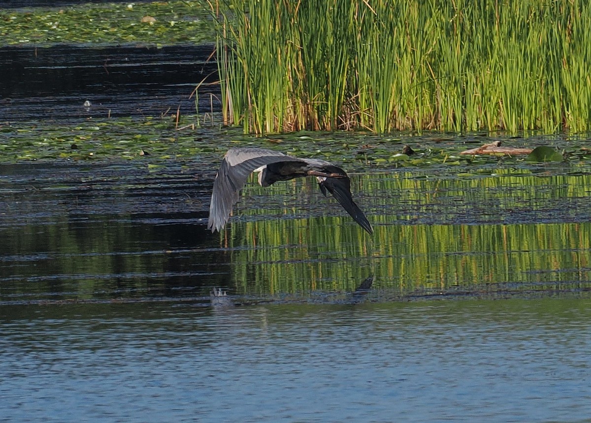 Great Blue Heron - ML641156323
