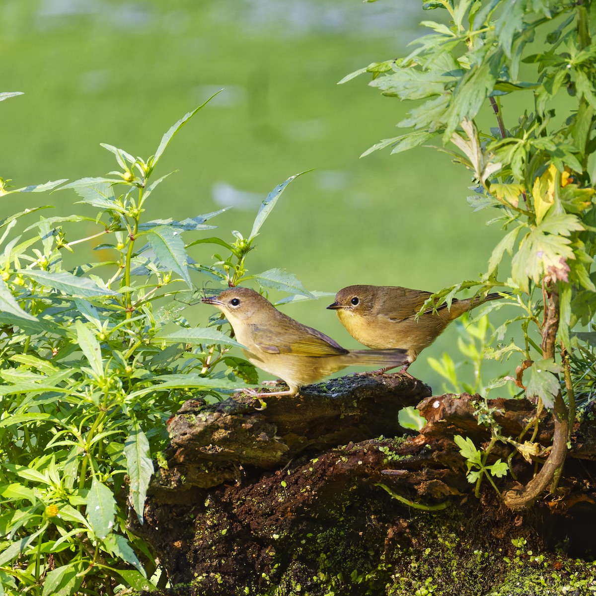 Common Yellowthroat - ML641156335