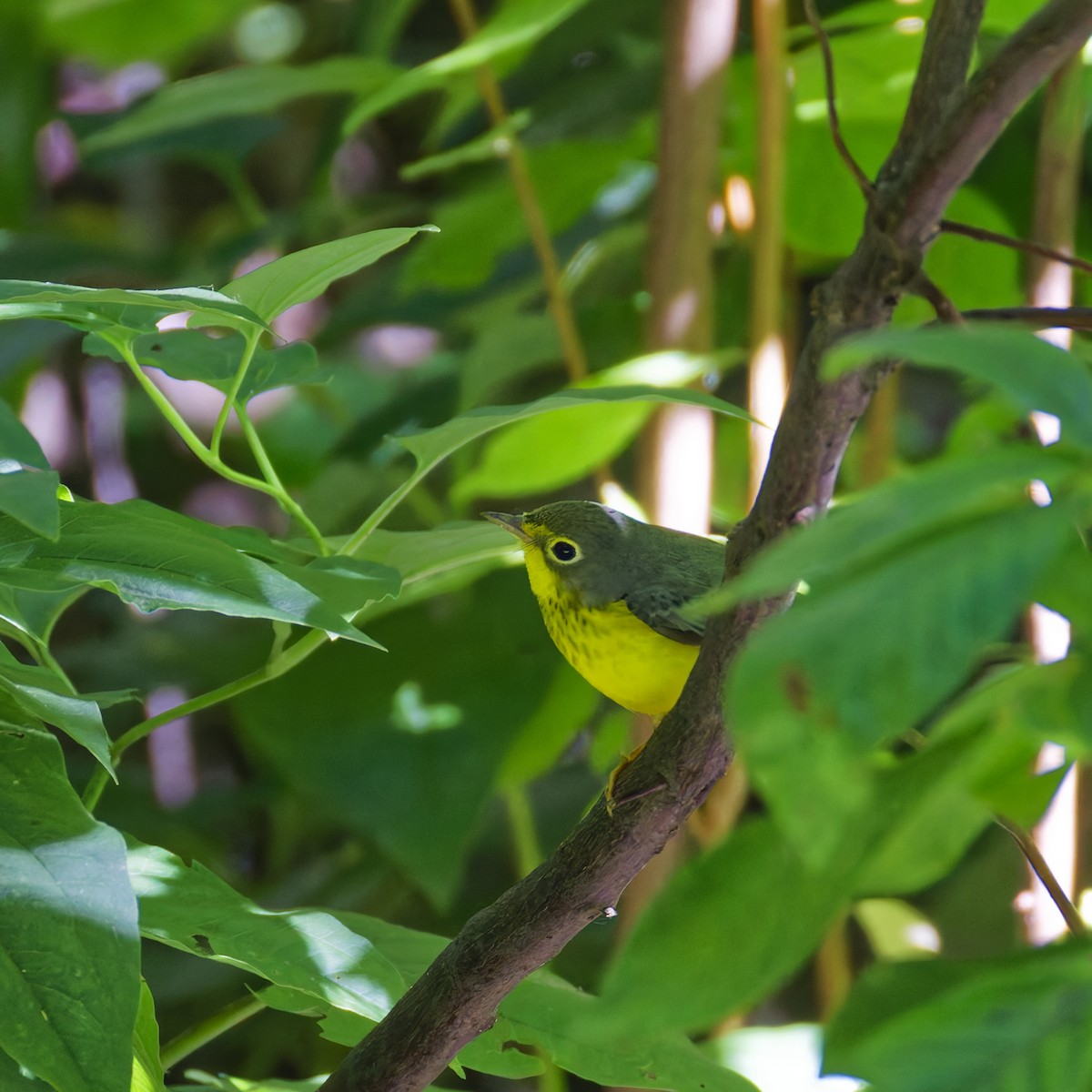 Canada Warbler - ML641156343