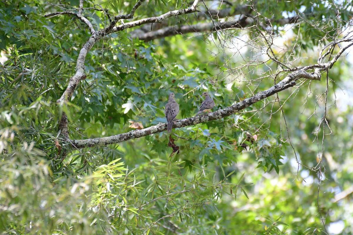 Mourning Dove - ML641156354