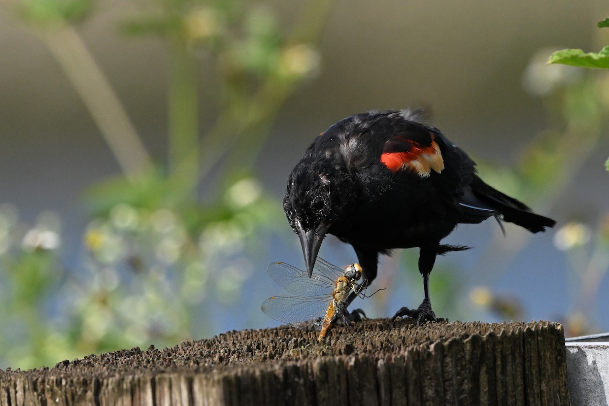 Red-winged Blackbird - ML641156357