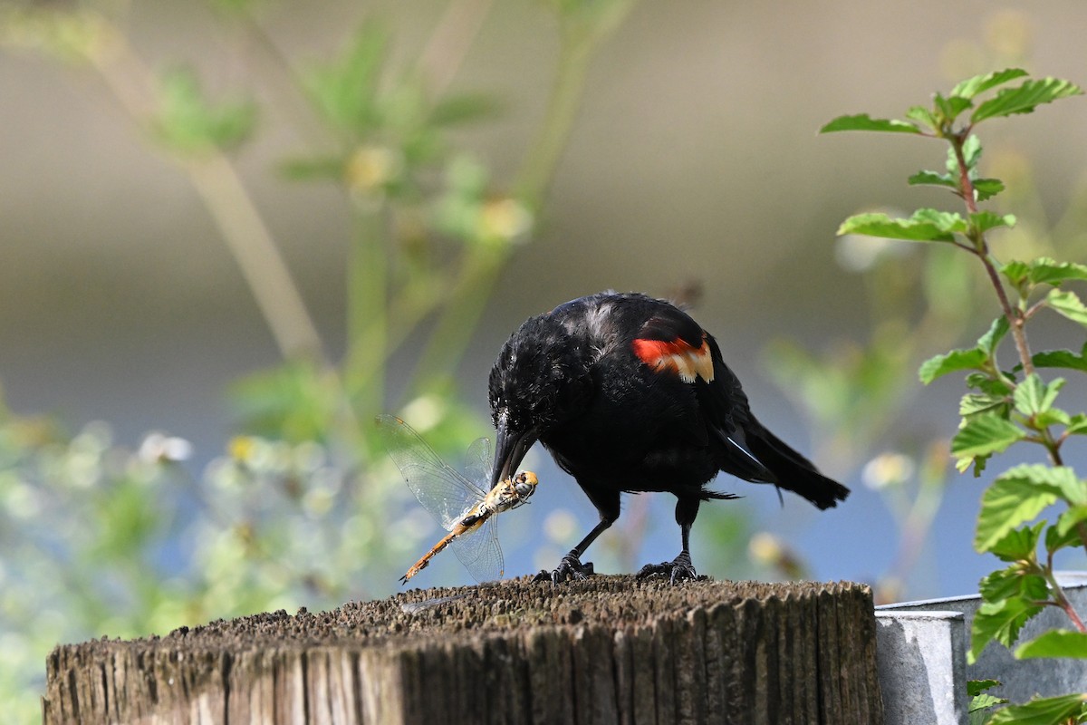 Red-winged Blackbird - ML641156359