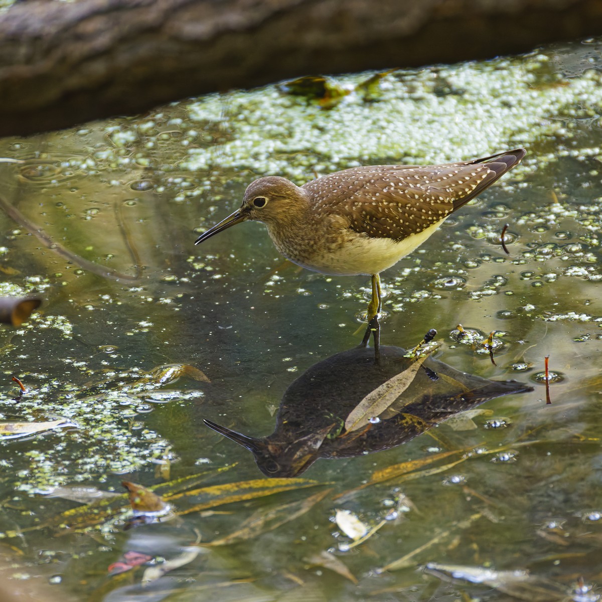 Solitary Sandpiper - ML641156360
