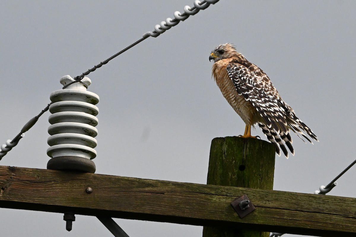 Red-shouldered Hawk - ML641156364