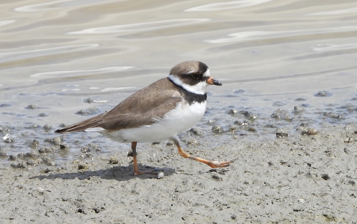 Semipalmated Plover - ML641156366