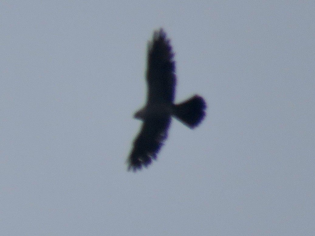 Mississippi Kite - ML641156368