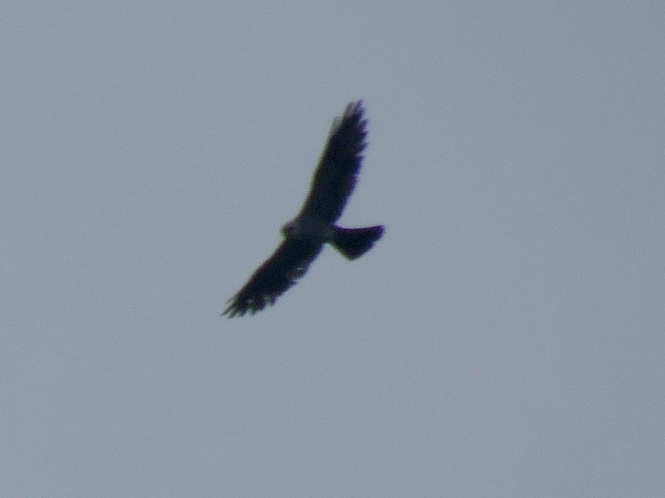 Mississippi Kite - ML641156369