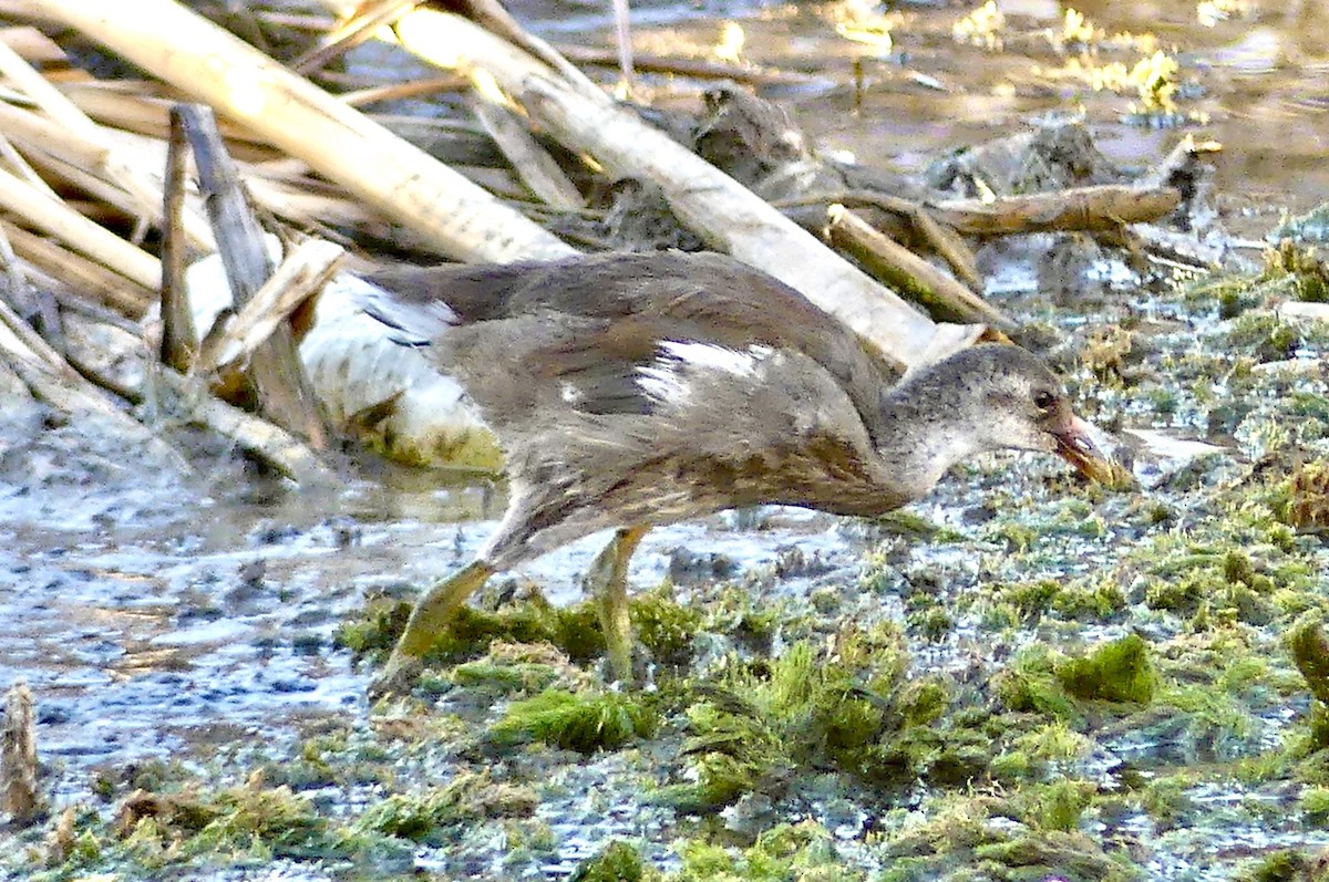 Common Gallinule - ML641156384