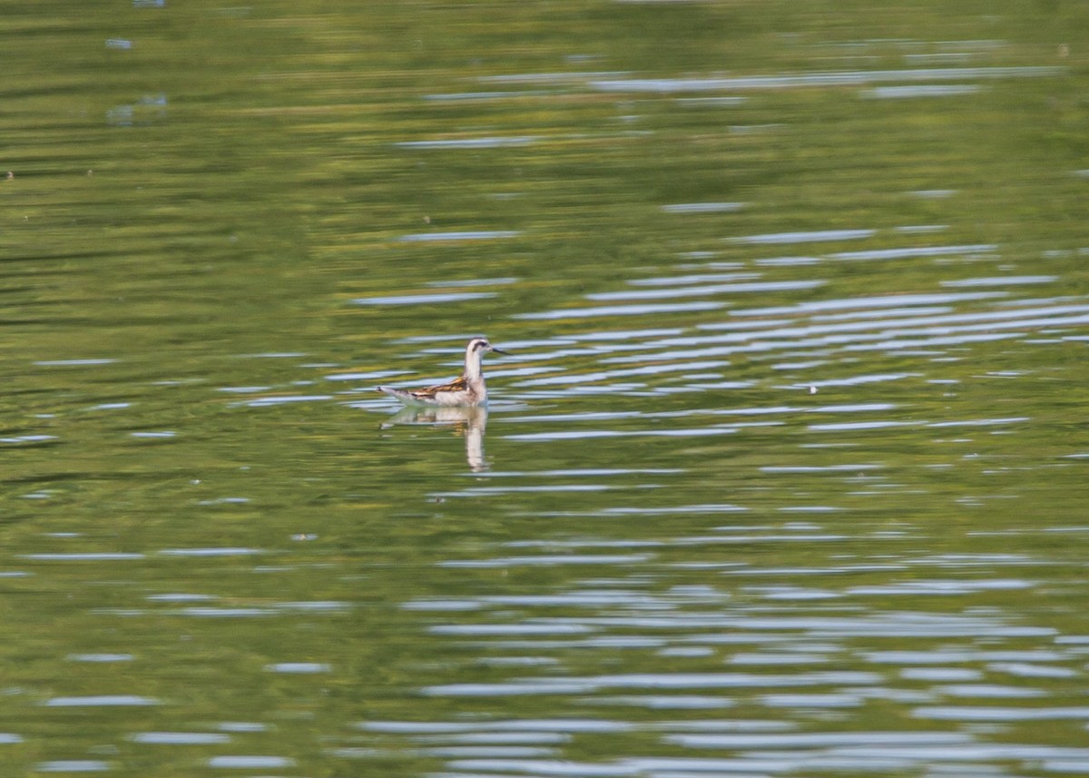 lyskonoh úzkozobý - ML641156385