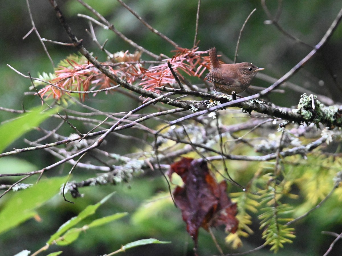 Winter Wren - ML641156393