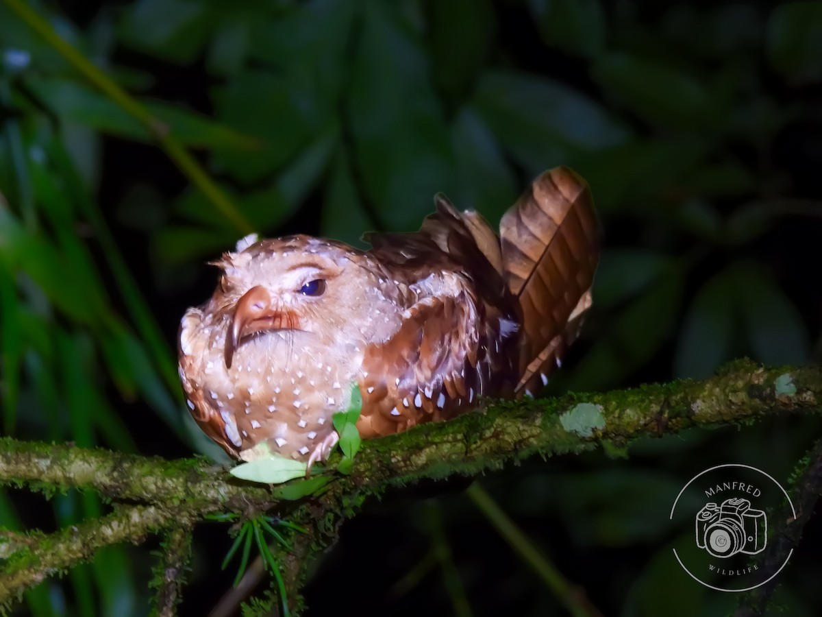 Oilbird - ML641156398