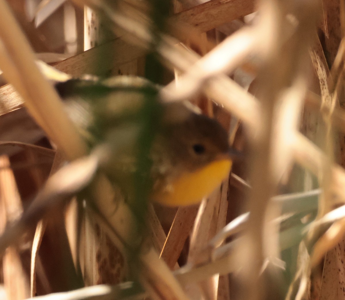 Common Yellowthroat - ML641156399