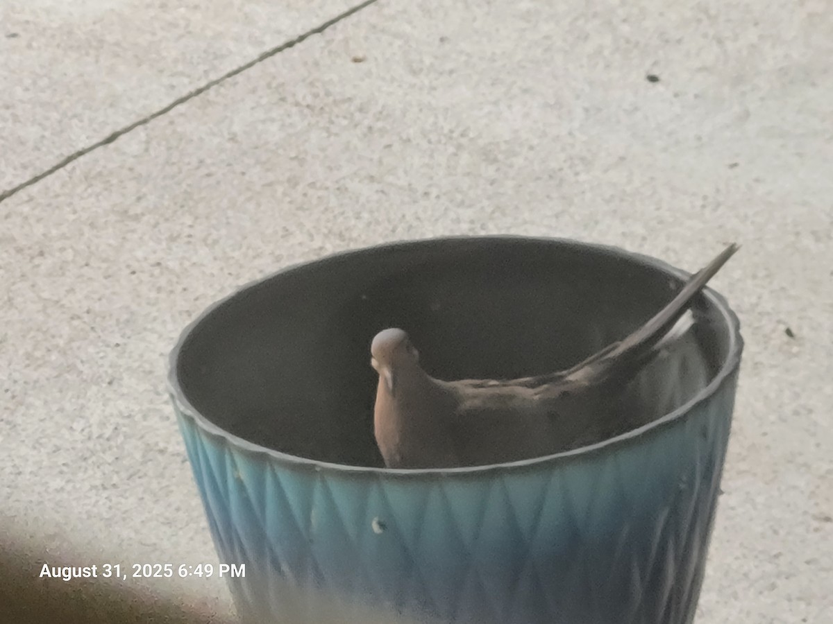 Mourning Dove - ML641156430