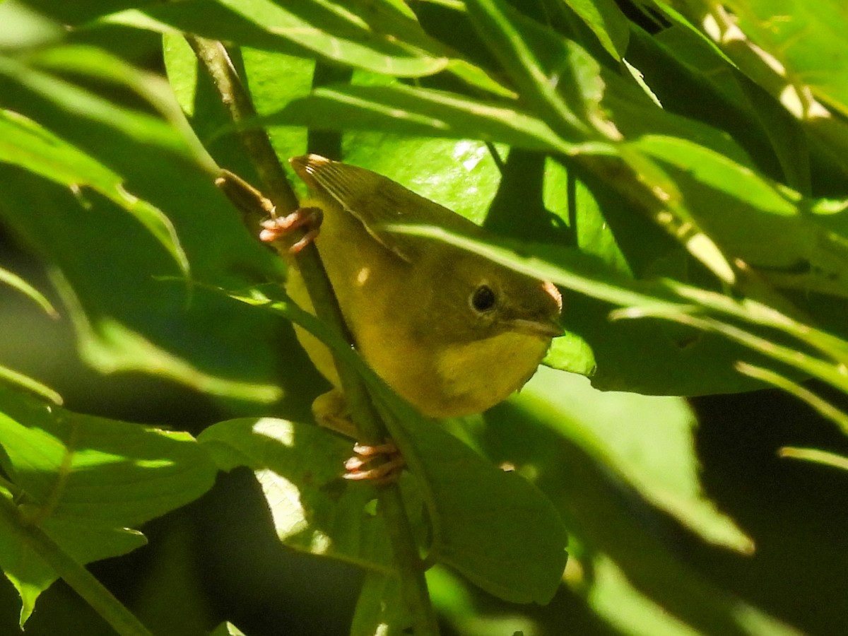 Common Yellowthroat - ML641156443