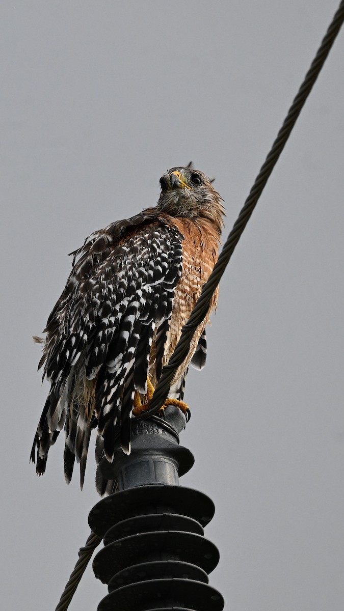 Red-shouldered Hawk - ML641156452