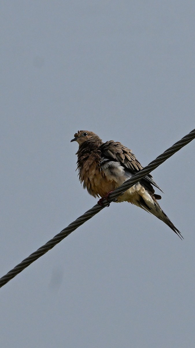 Mourning Dove - ML641156473