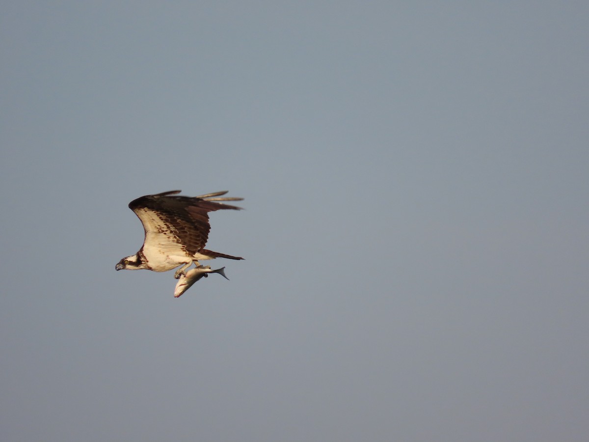 orlovec říční - ML641156499