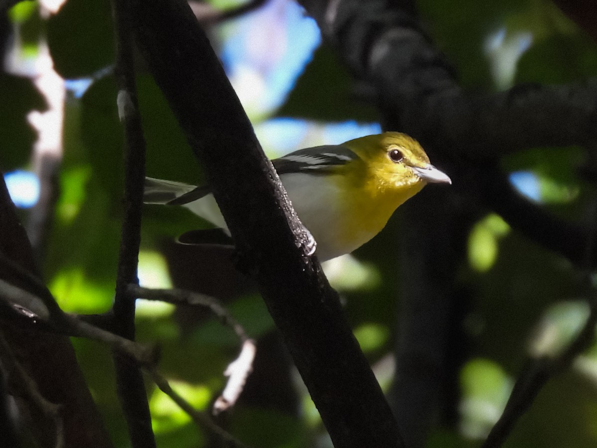Yellow-throated Vireo - ML641156540