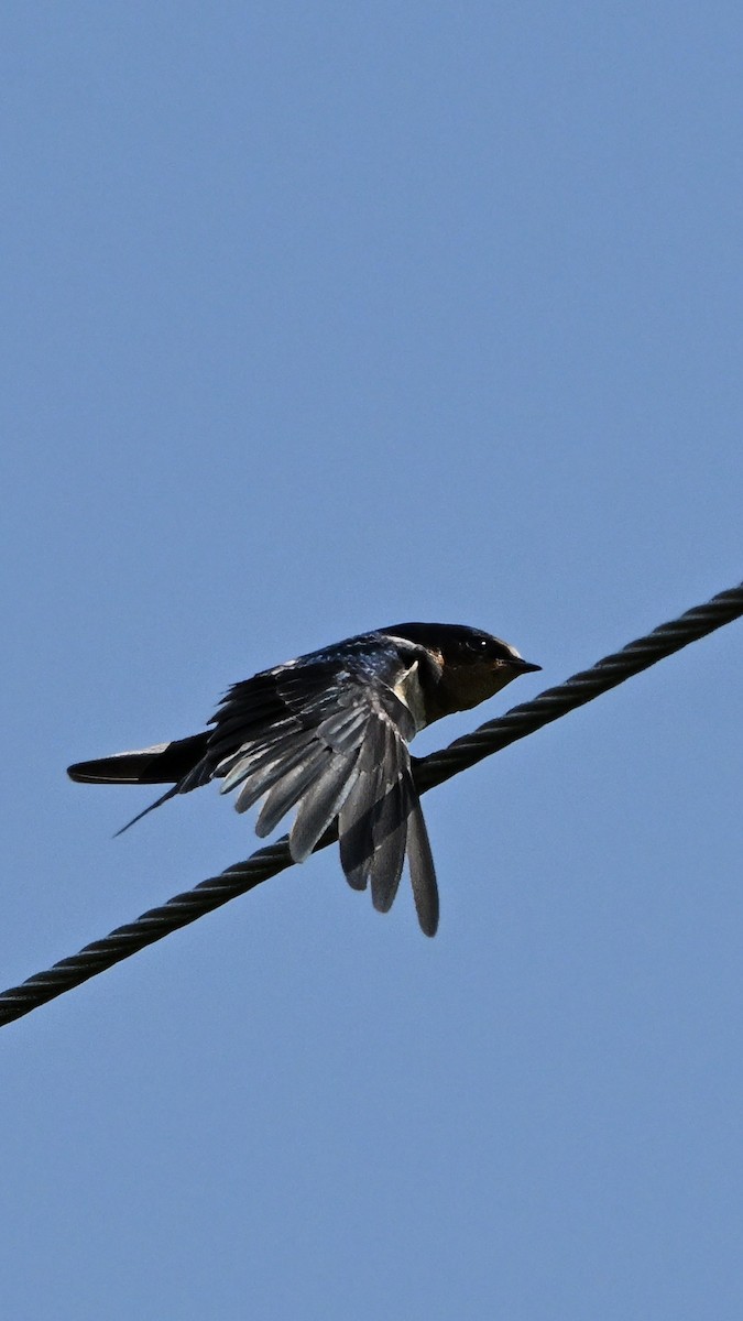 ツバメ - ML641156544