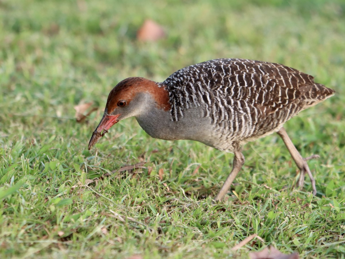 Slaty-breasted Rail - ML641156556
