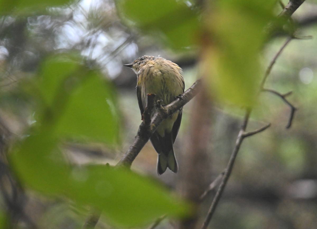 Yellow-rumped Warbler (Myrtle) - ML641156564