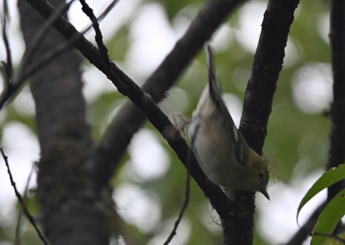new world warbler sp. - ML641156583