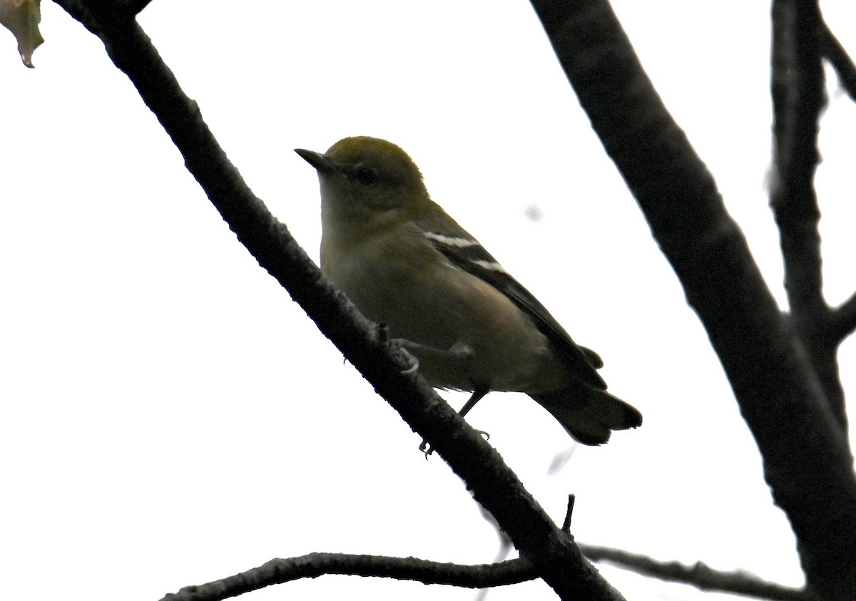 new world warbler sp. - ML641156585