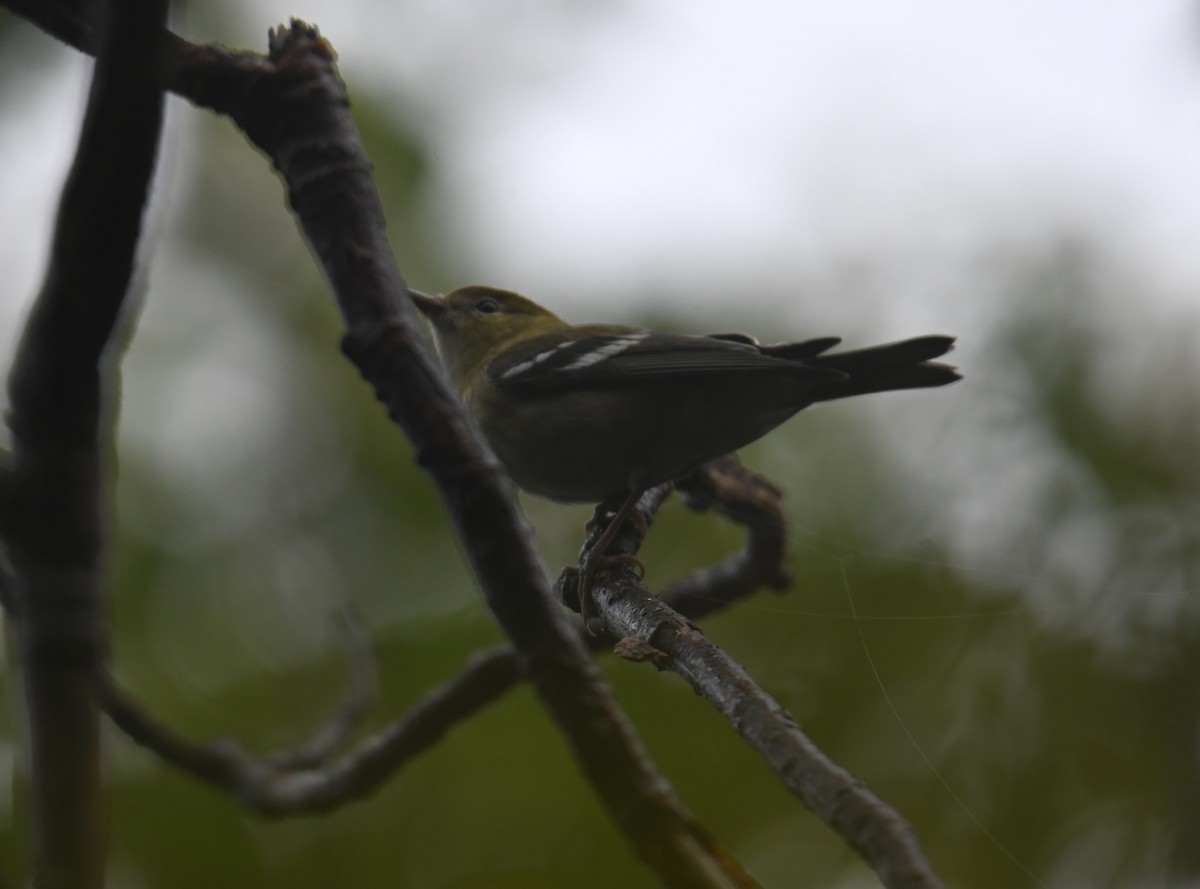 new world warbler sp. - ML641156587