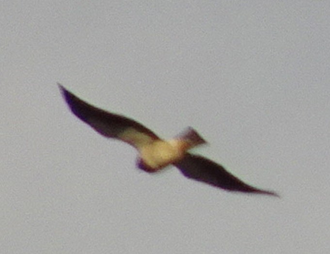 Swainson's Hawk - ML641156601