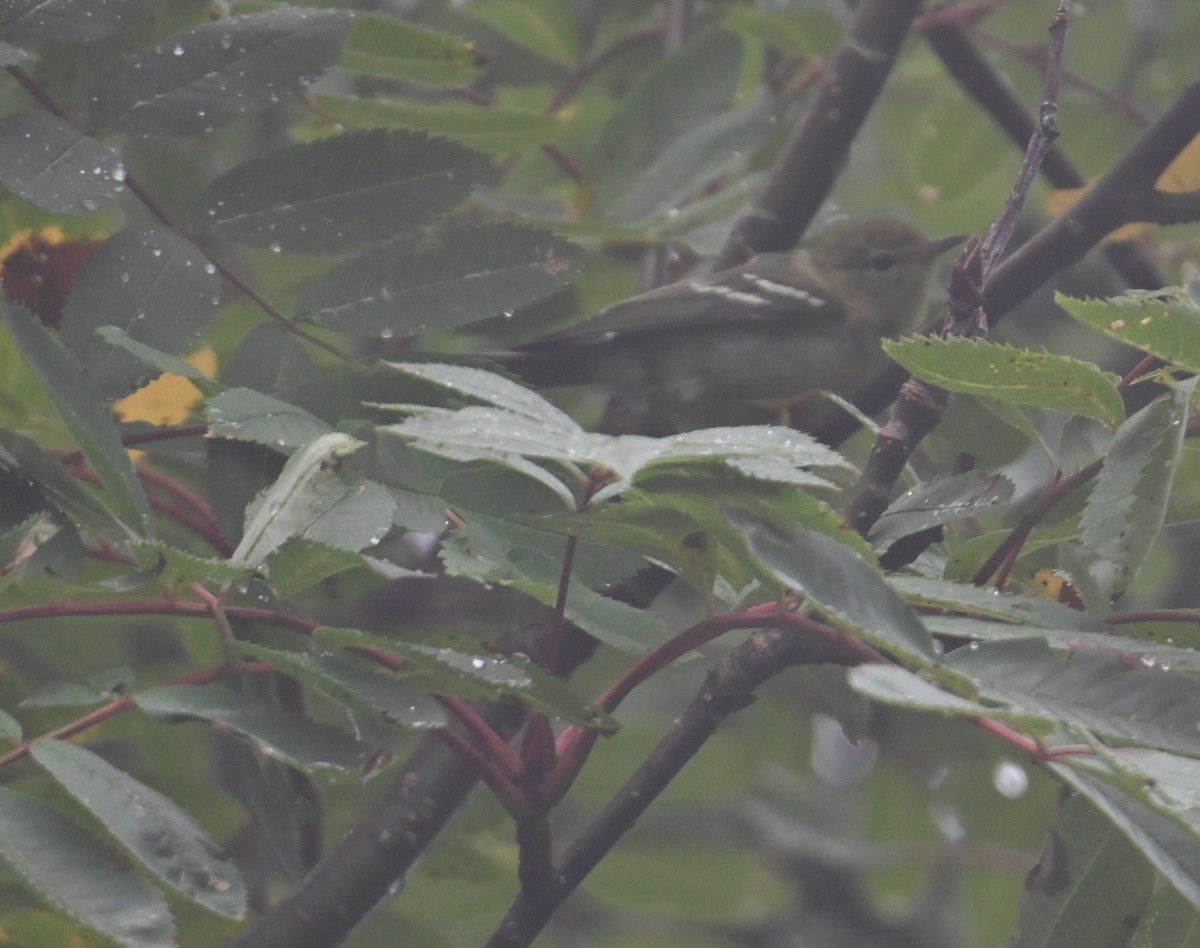 new world warbler sp. - ML641156602