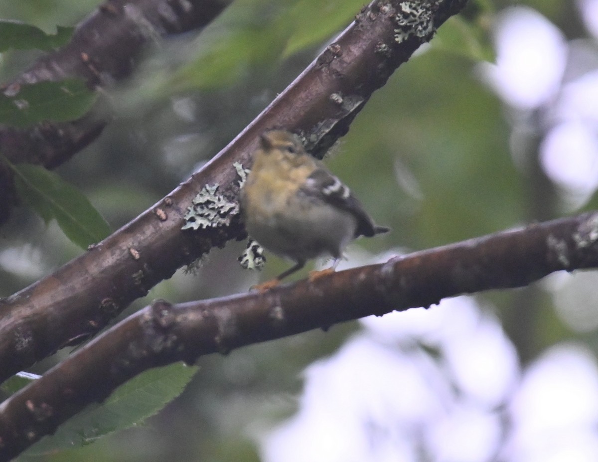 new world warbler sp. - ML641156614