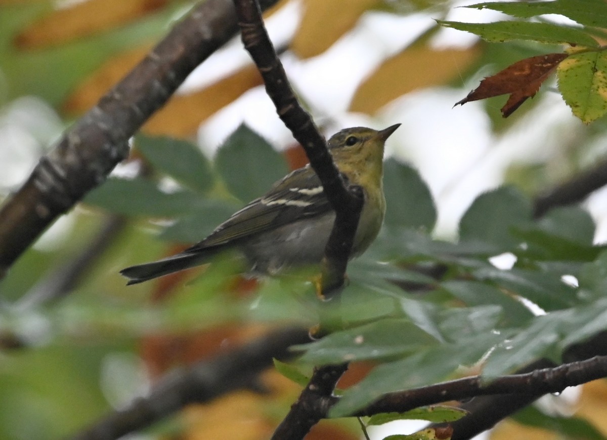 new world warbler sp. - ML641156618