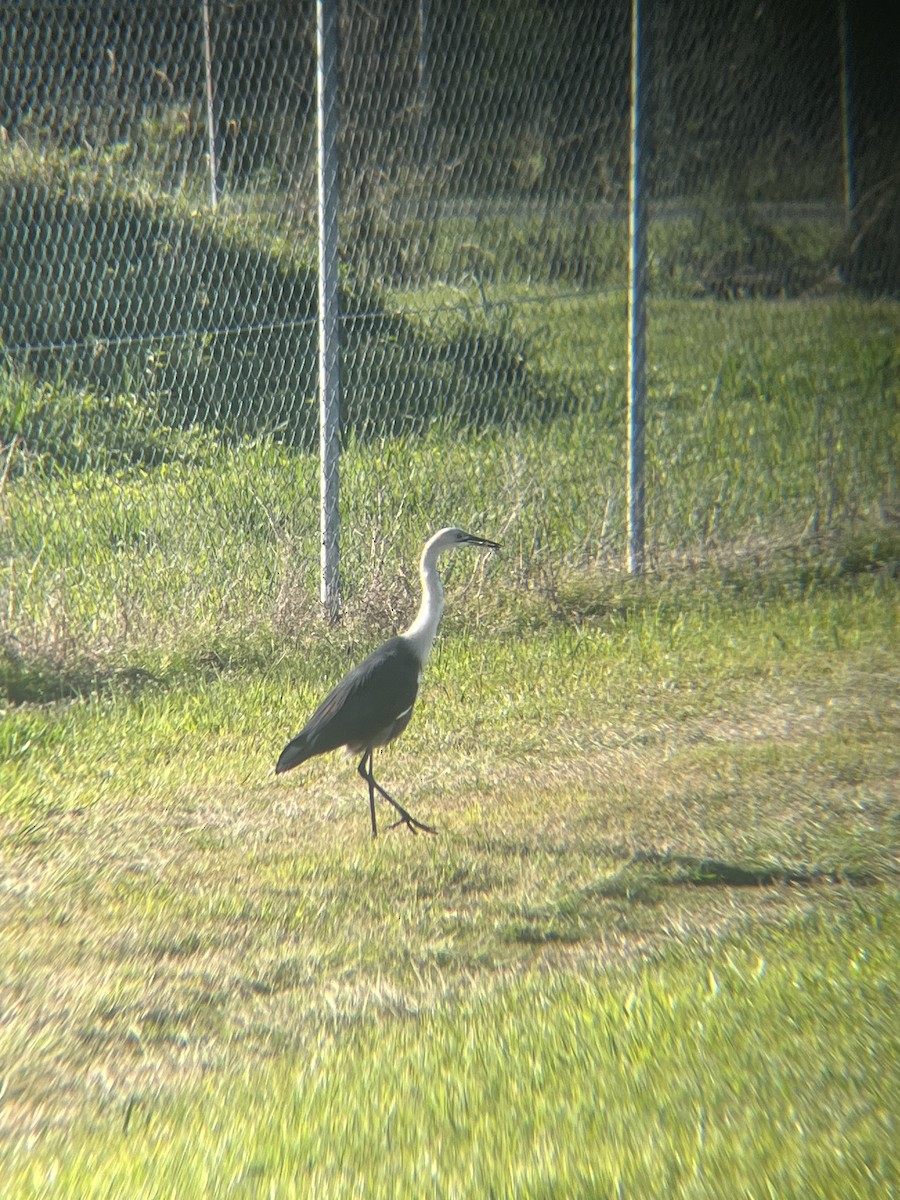 Pacific Heron - ML641156622
