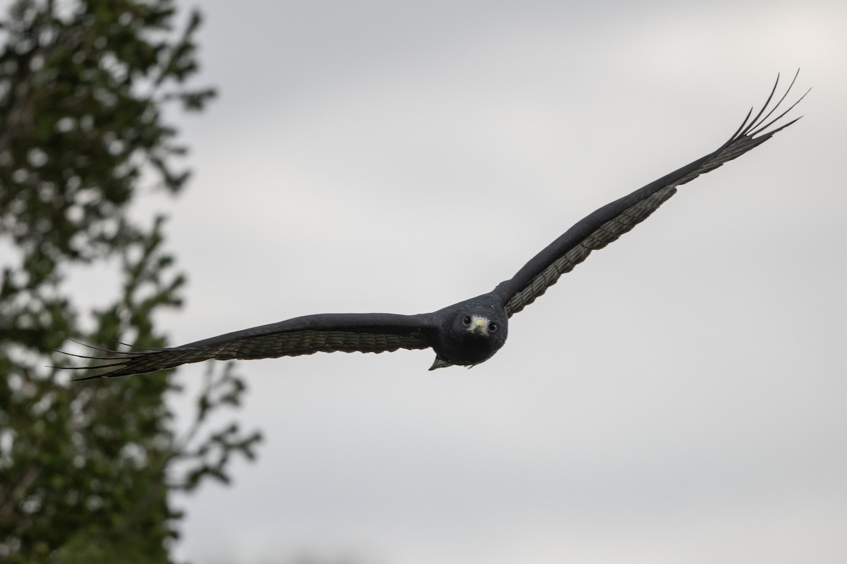 Zone-tailed Hawk - ML641156630