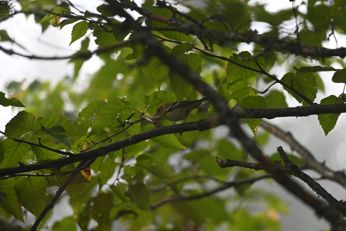 new world warbler sp. - ML641156633