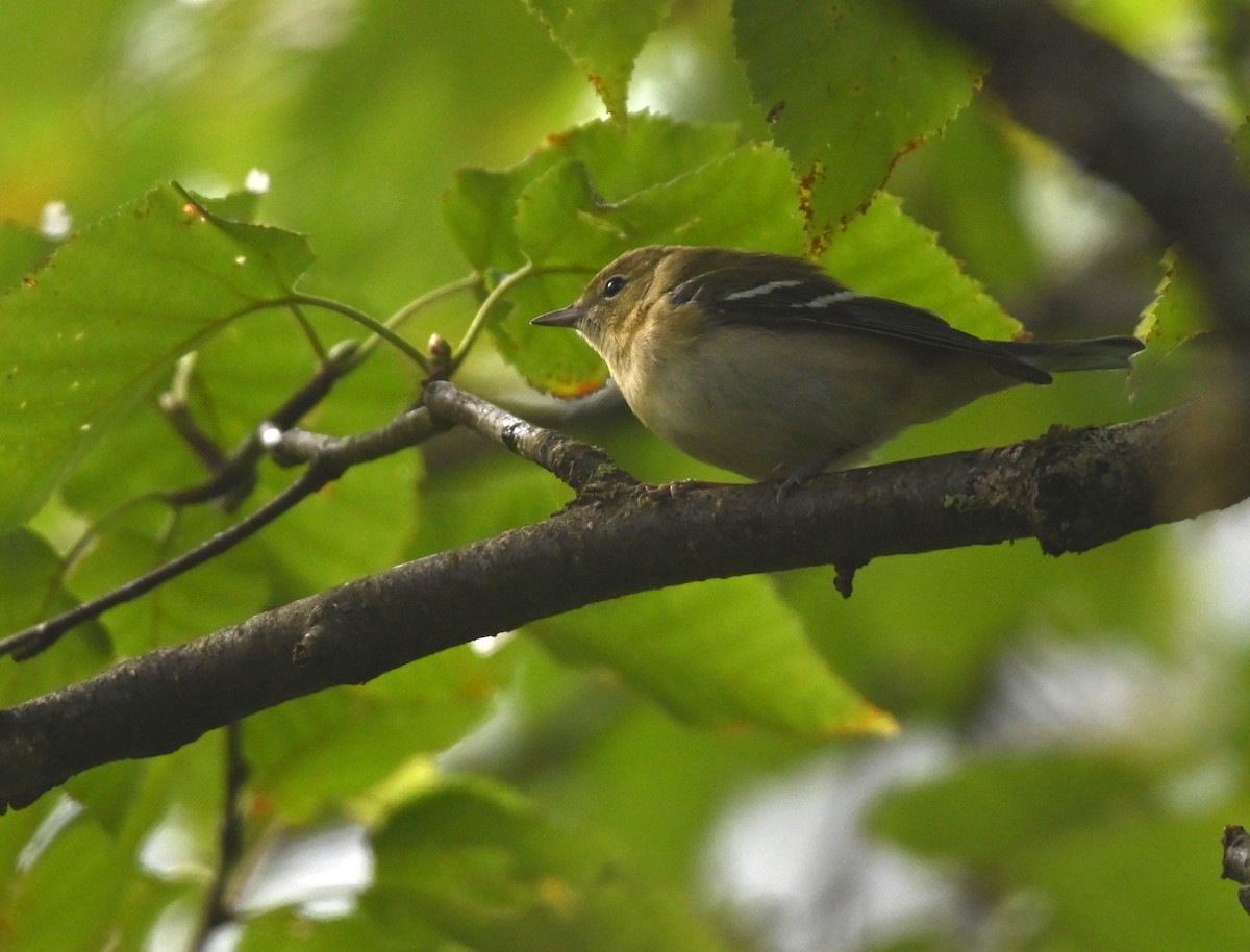 new world warbler sp. - ML641156635