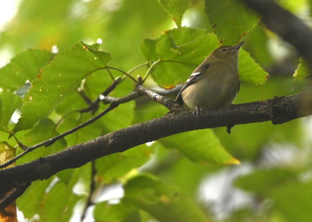 new world warbler sp. - ML641156636