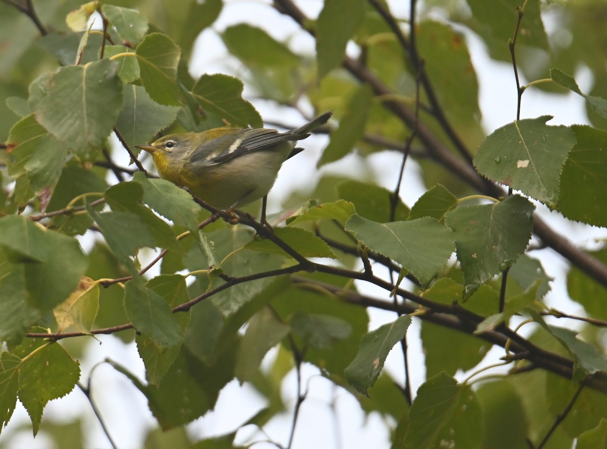 Northern Parula - ML641156644