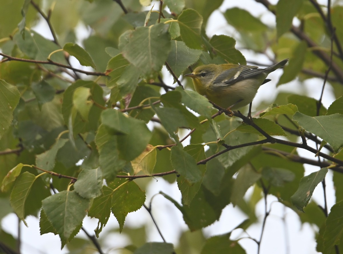 Northern Parula - ML641156645