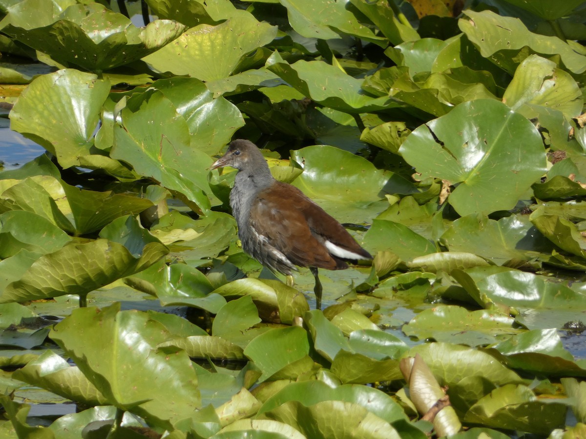Common Gallinule - ML641156652