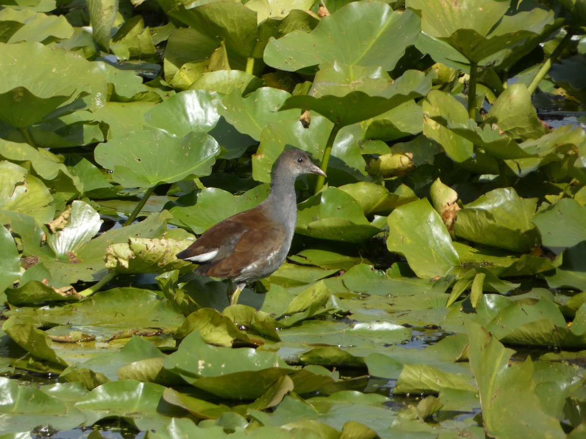 Common Gallinule - ML641156653