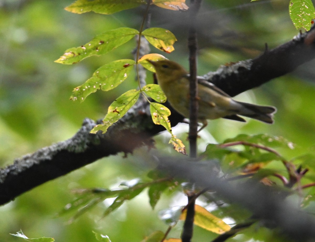 Blackpoll Warbler - ML641156654