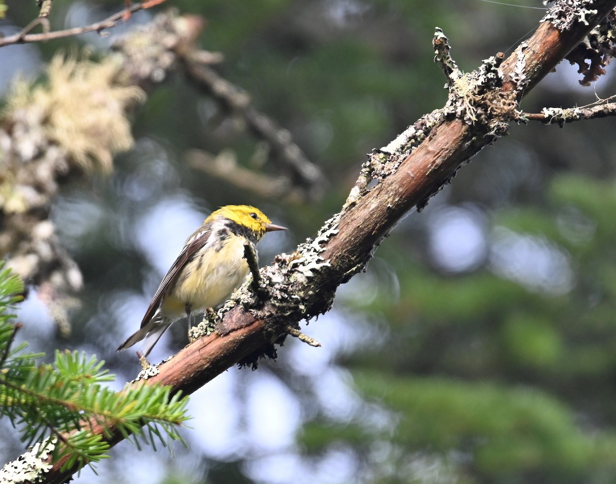 Black-throated Green Warbler - ML641156658