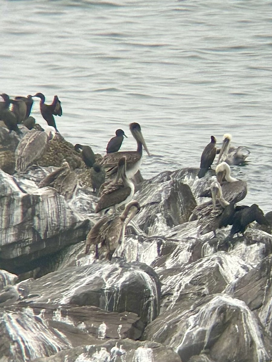 Brown Pelican - ML641156690