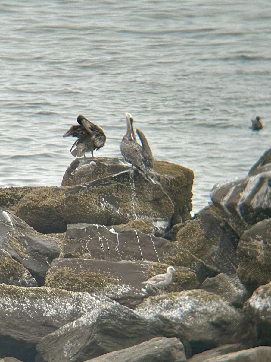 Brown Pelican - ML641156691