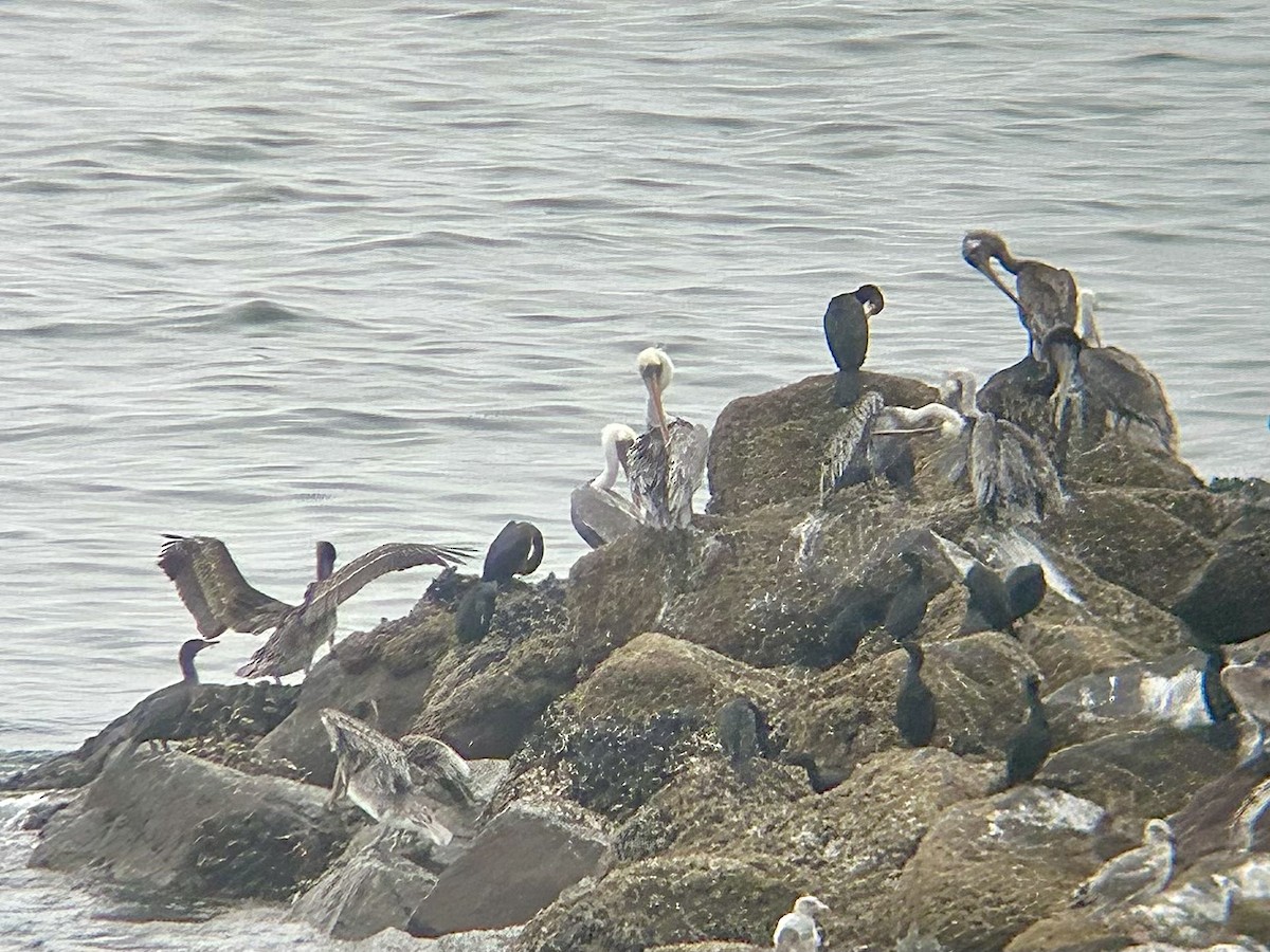Brown Pelican - ML641156692