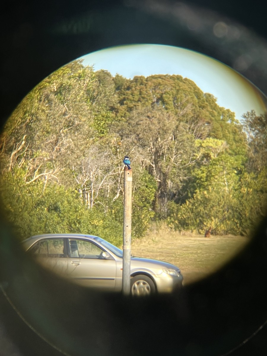 Forest Kingfisher - ML641156696