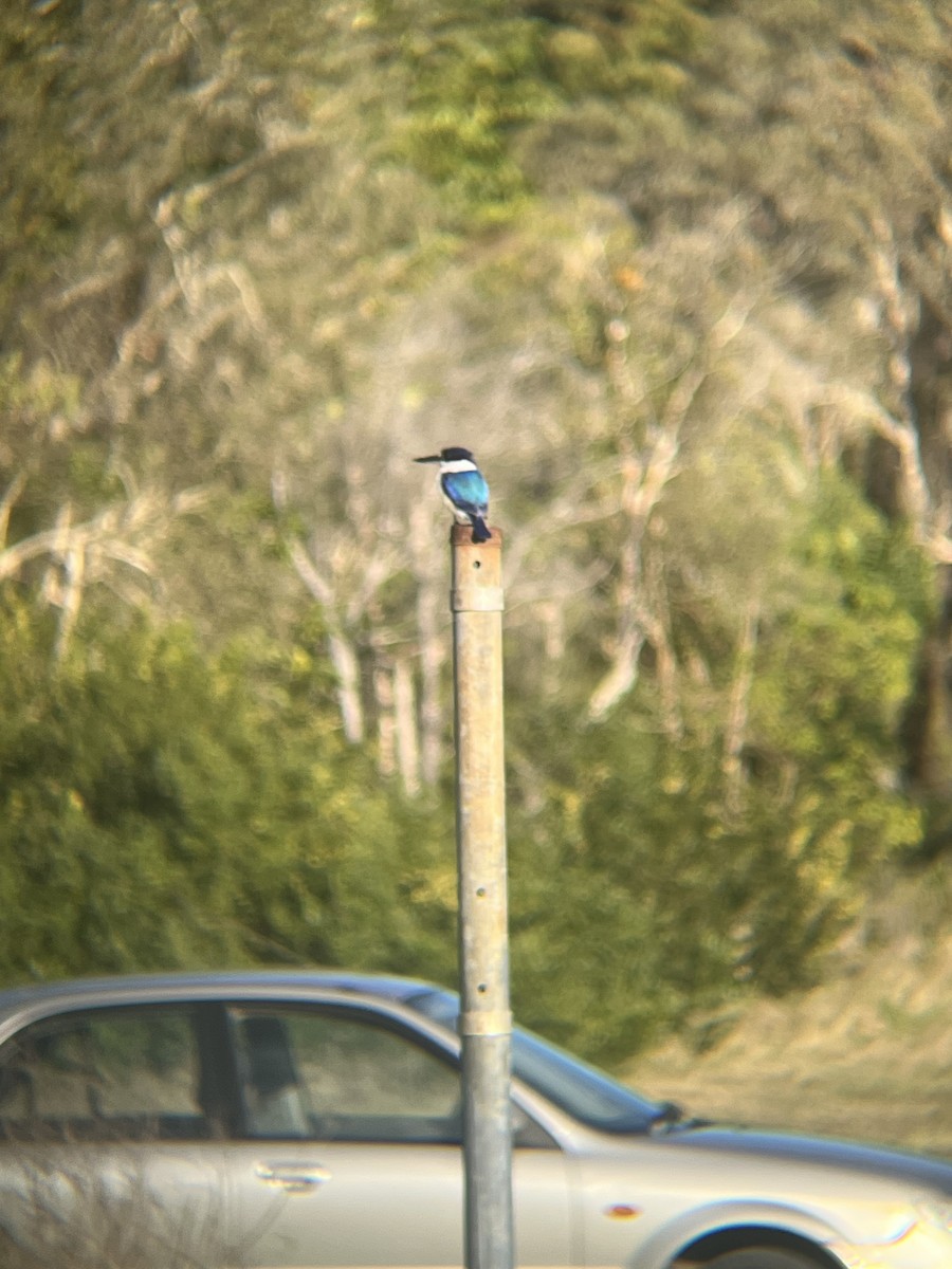 Forest Kingfisher - ML641156697